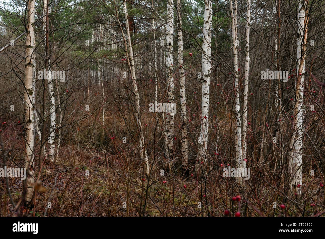 Spätherbst auf dem Waldsee. Eine düstere Landschaft. Dünne Birken umgeben von Hagebuttenbüschen. Stockfoto