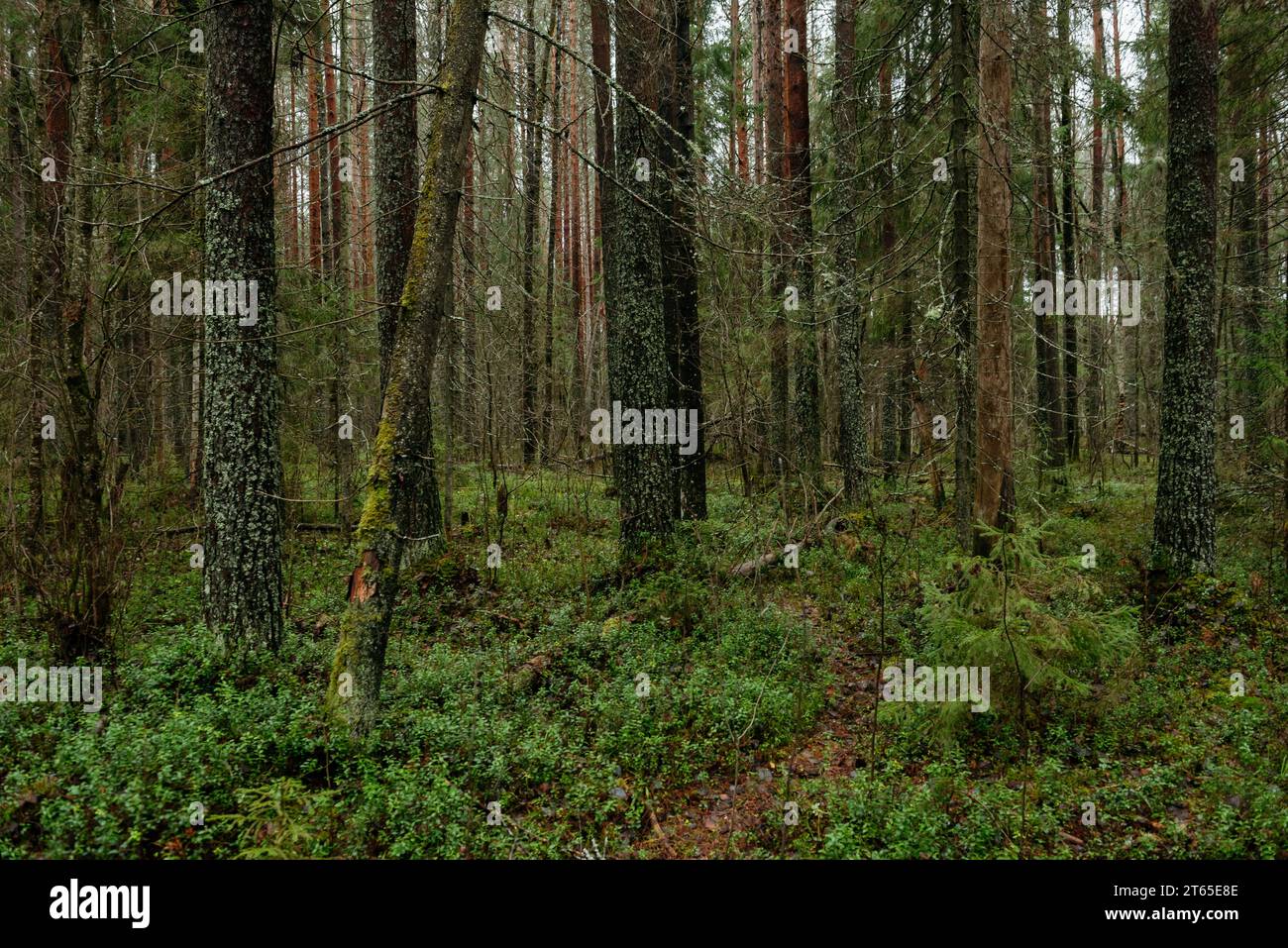 Spätherbst im nördlichen Wald. Malerische Landschaft. Stockfoto