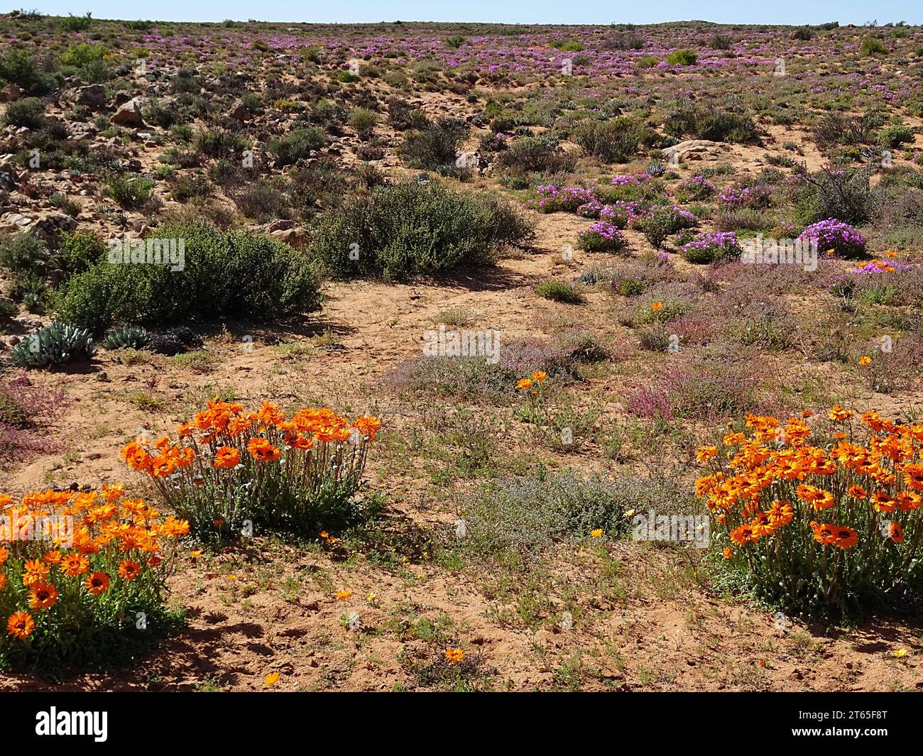 Blumen des südlichen Afrika nach einem Winterregen in namaqualand, helle Farben und helles Sonnenlicht. Stockfoto