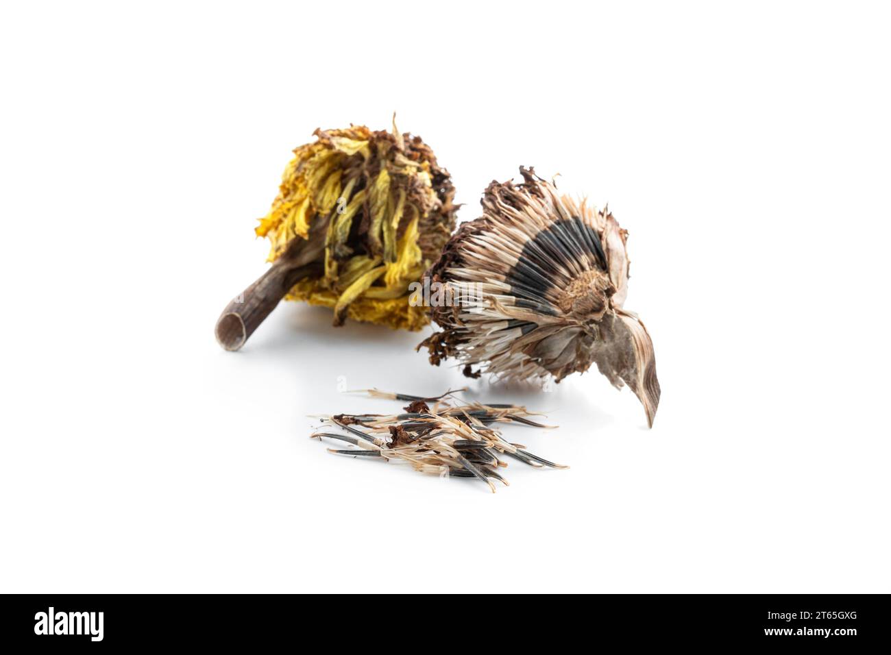 Sammeln von Blütensamen der gelben Ringelblume isoliert auf weiß Stockfoto