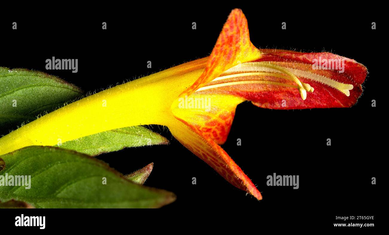 Nahaufnahme einer einzigen Blume einer Goldfischpflanze (Columnea gloriosa) vor schwarzem Hintergrund. Stockfoto
