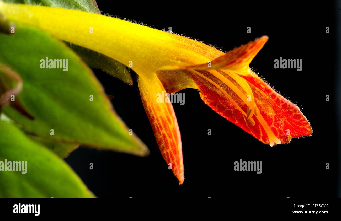 Nahaufnahme einer einzigen Blume einer Goldfischpflanze (Columnea gloriosa) vor schwarzem Hintergrund. Stockfoto