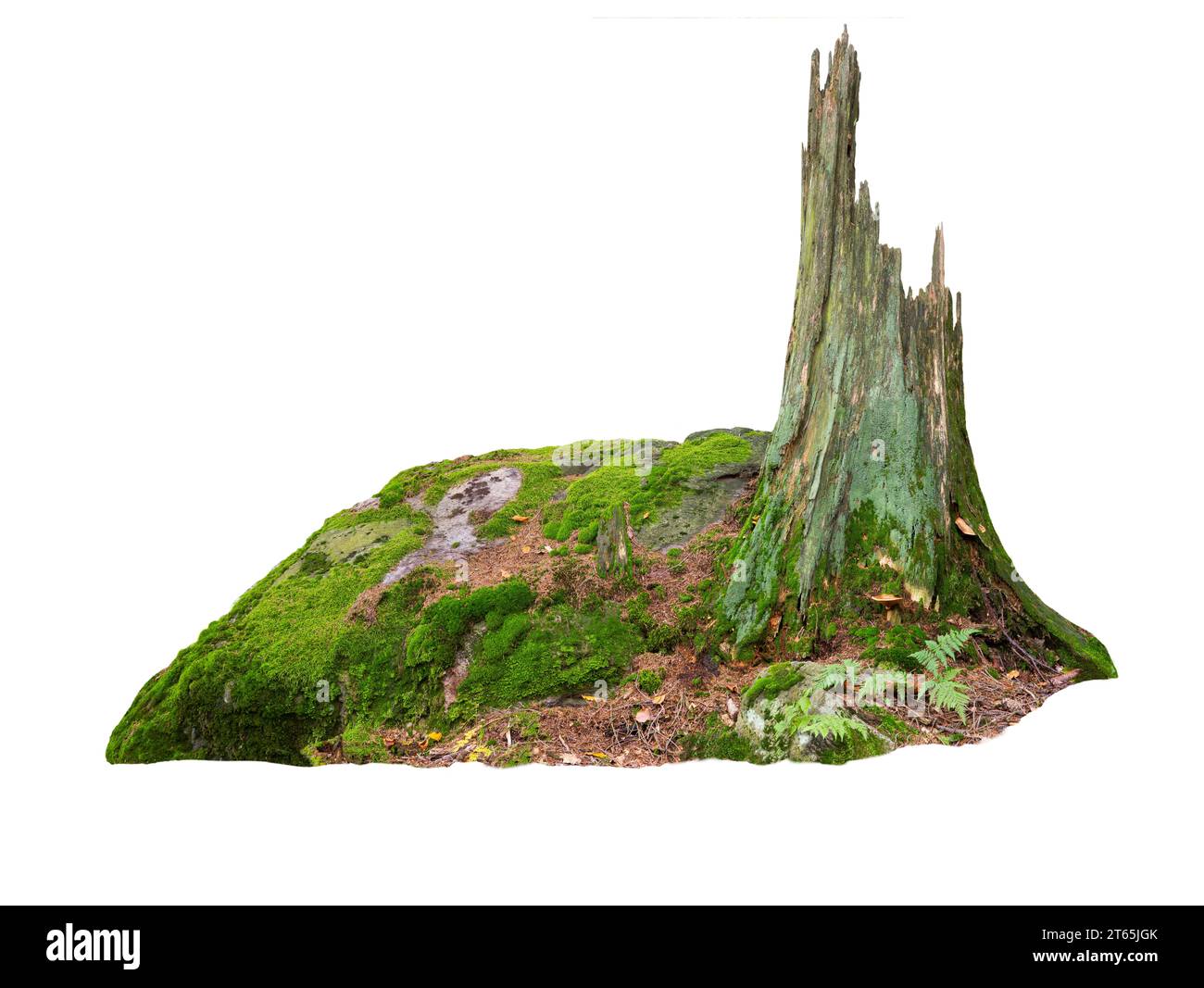 Alter Baumstamm auf Steinen in Moos isoliert auf weißem Hintergrund Stockfoto