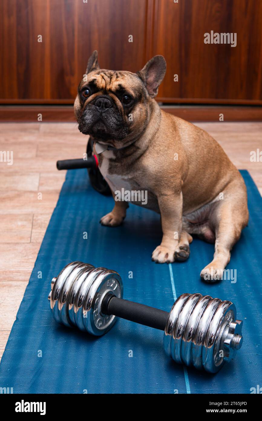 Eine französische Bulldogge sitzt auf einer Trainingsmatte neben einer Hantel. Konzept für körperliche Aktivität und Training Stockfoto