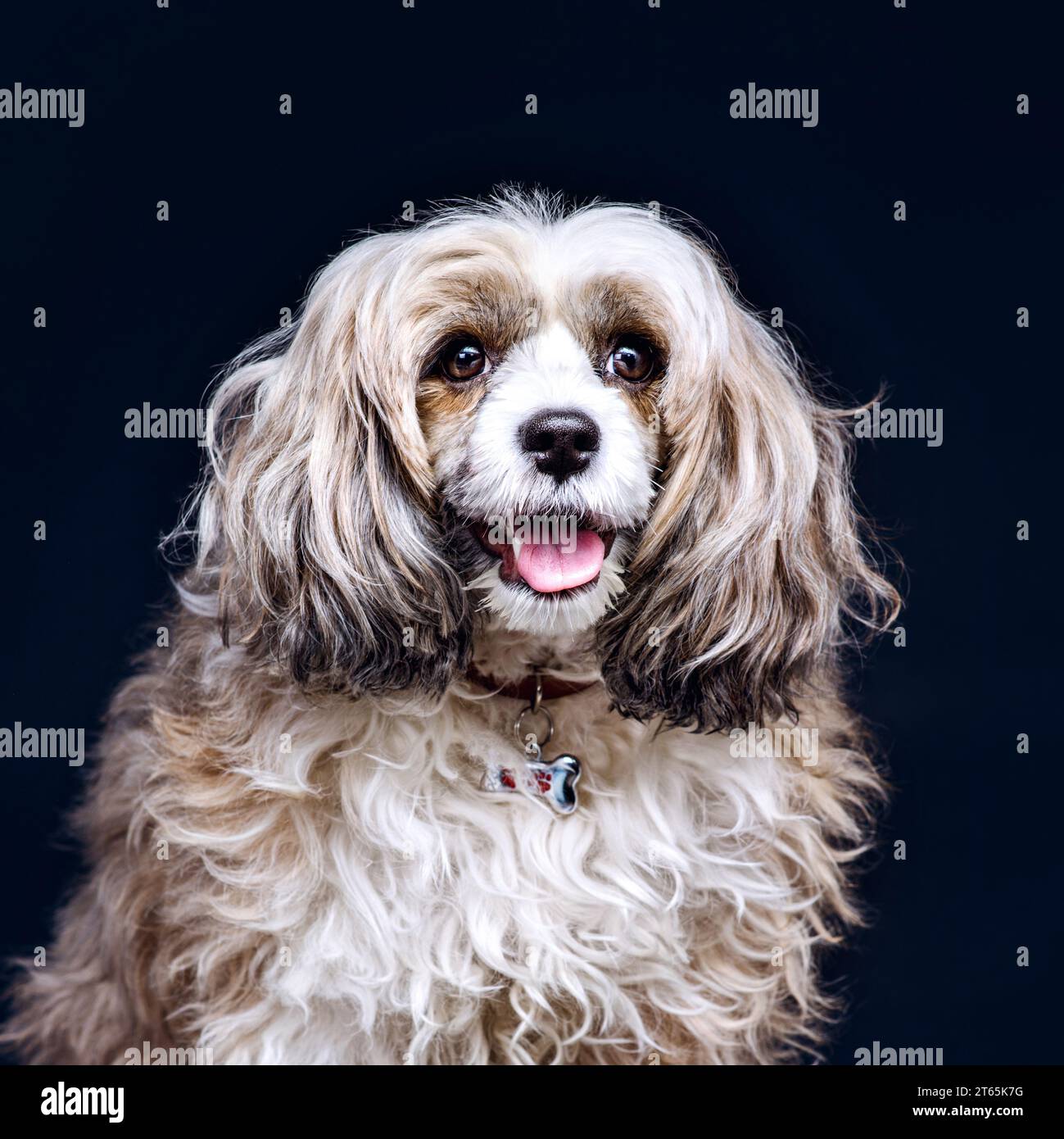 Glücklicher süßer Hündchen mit flauschigem dickem Wolllächeln und zeigt seine Zunge, während er auf die Kamera auf dem dunklen, isolierten Hintergrund blickt. Niedliches Hündchen cl Stockfoto