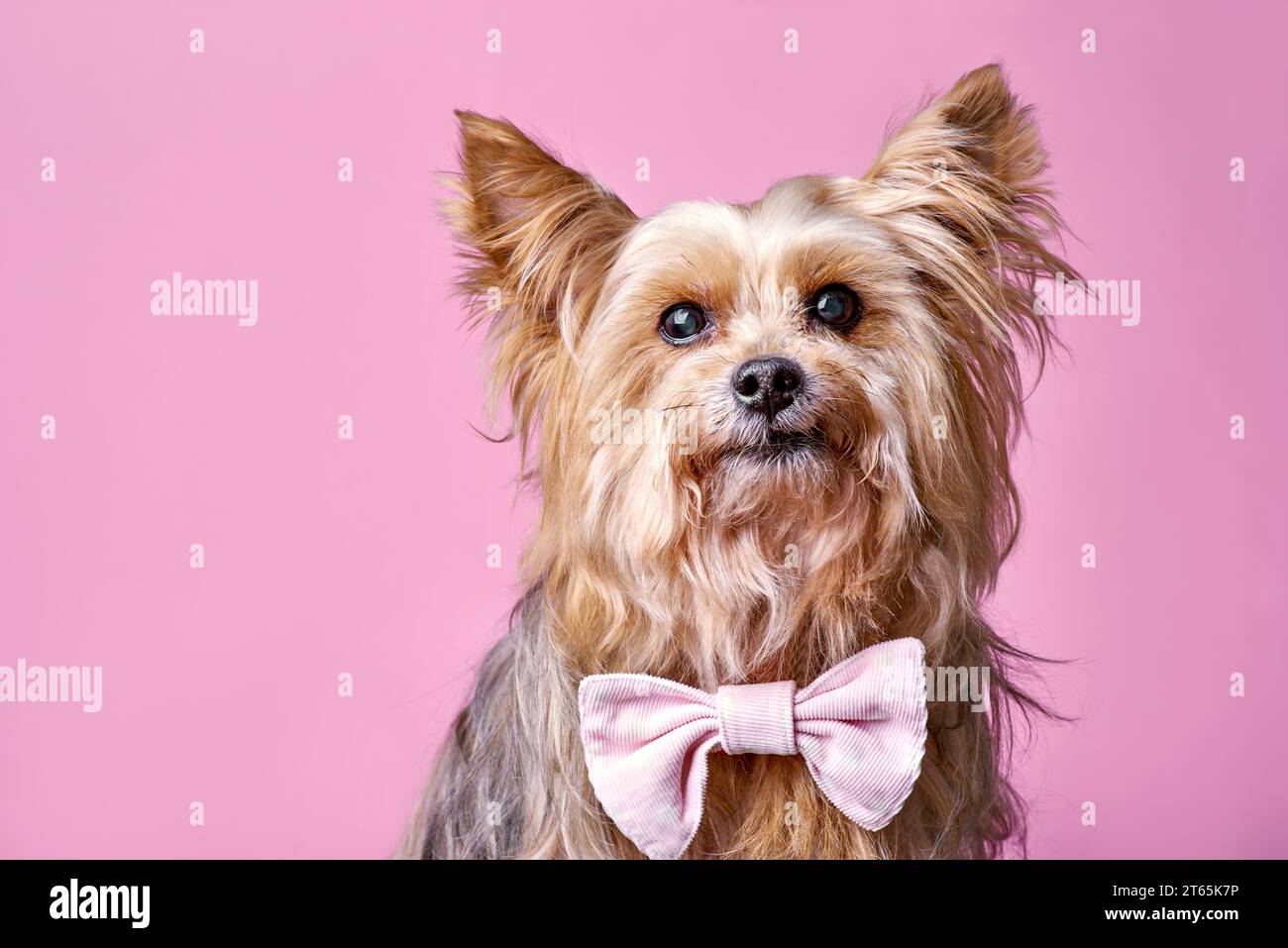 Ein kleiner yorkshire Terrier mit einer niedlichen rosa Schleife und erhöhten Ohren sitzt auf einem schlichten rosa Hintergrund und schaut in die Kamera. Niedlicher Hündchen nahe bei dir Stockfoto