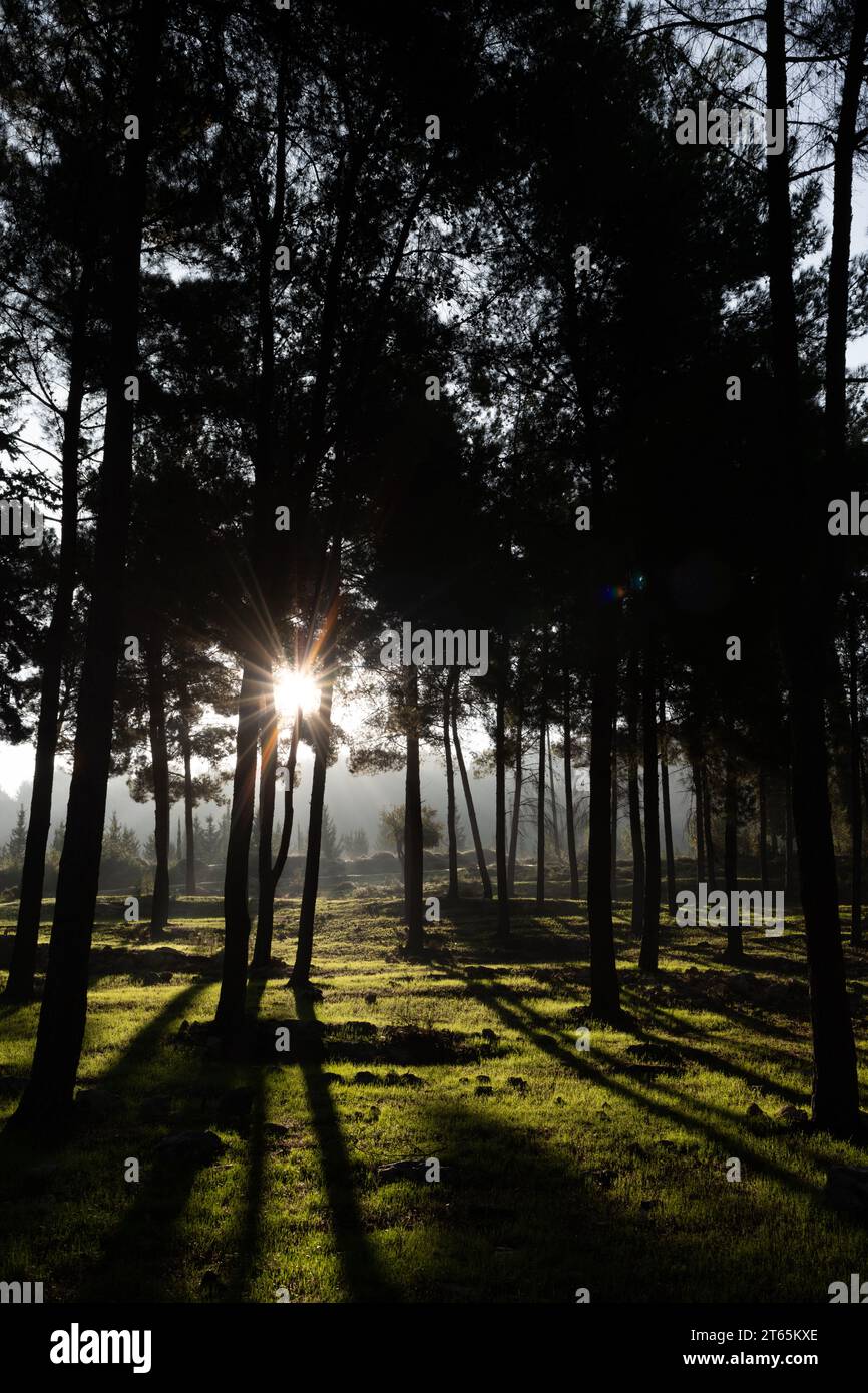 Eine aufgehende Sonne erzeugt starke Schatten und hellen Sonnenschein auf einem Wald aus immergrünen Bäumen bei Sonnenaufgang in den Bergen von Nord-Israel. Stockfoto