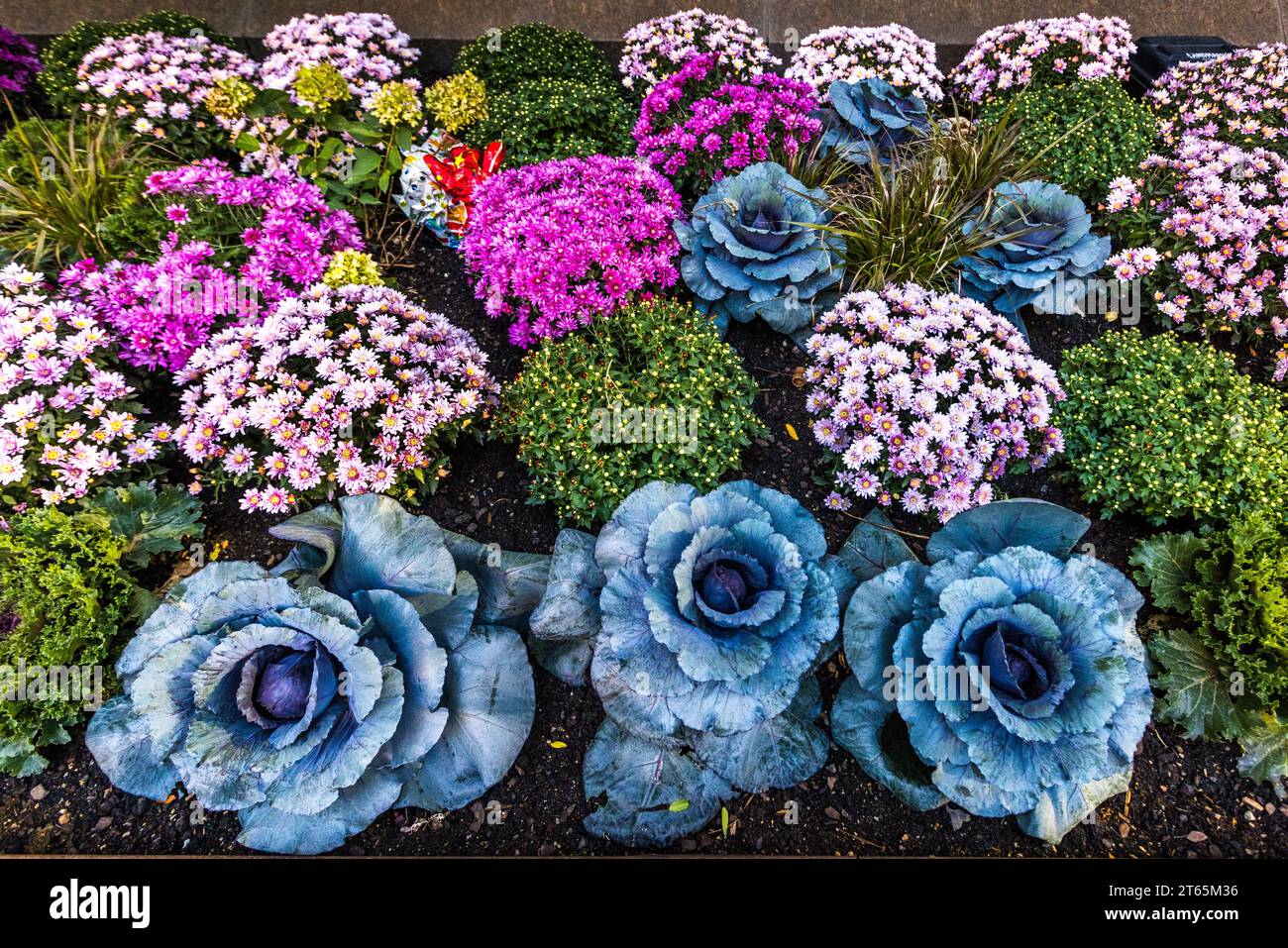 Rotkohl als Element in Blumenarrangements. Chicago, Usa Stockfoto