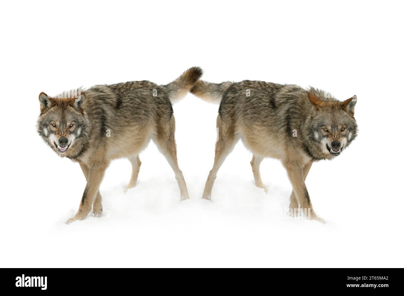 Zwei graue Wolf mit einem Grinsen ist auf weißem Hintergrund isoliert. Stockfoto