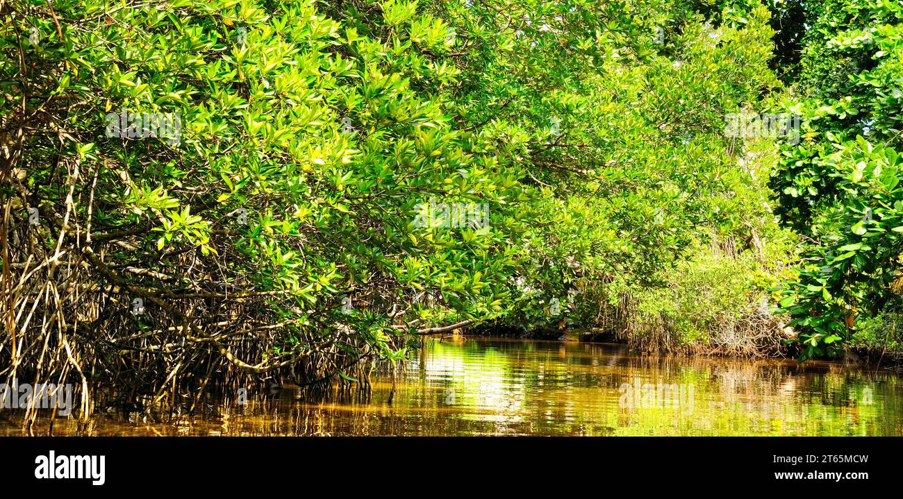 Mangrovenbaum über und unter der Wasseroberfläche, grünes Laub über der Wasserlinie und Wurzeln mit Unterwasserlebewesen, breites Foto. Stockfoto