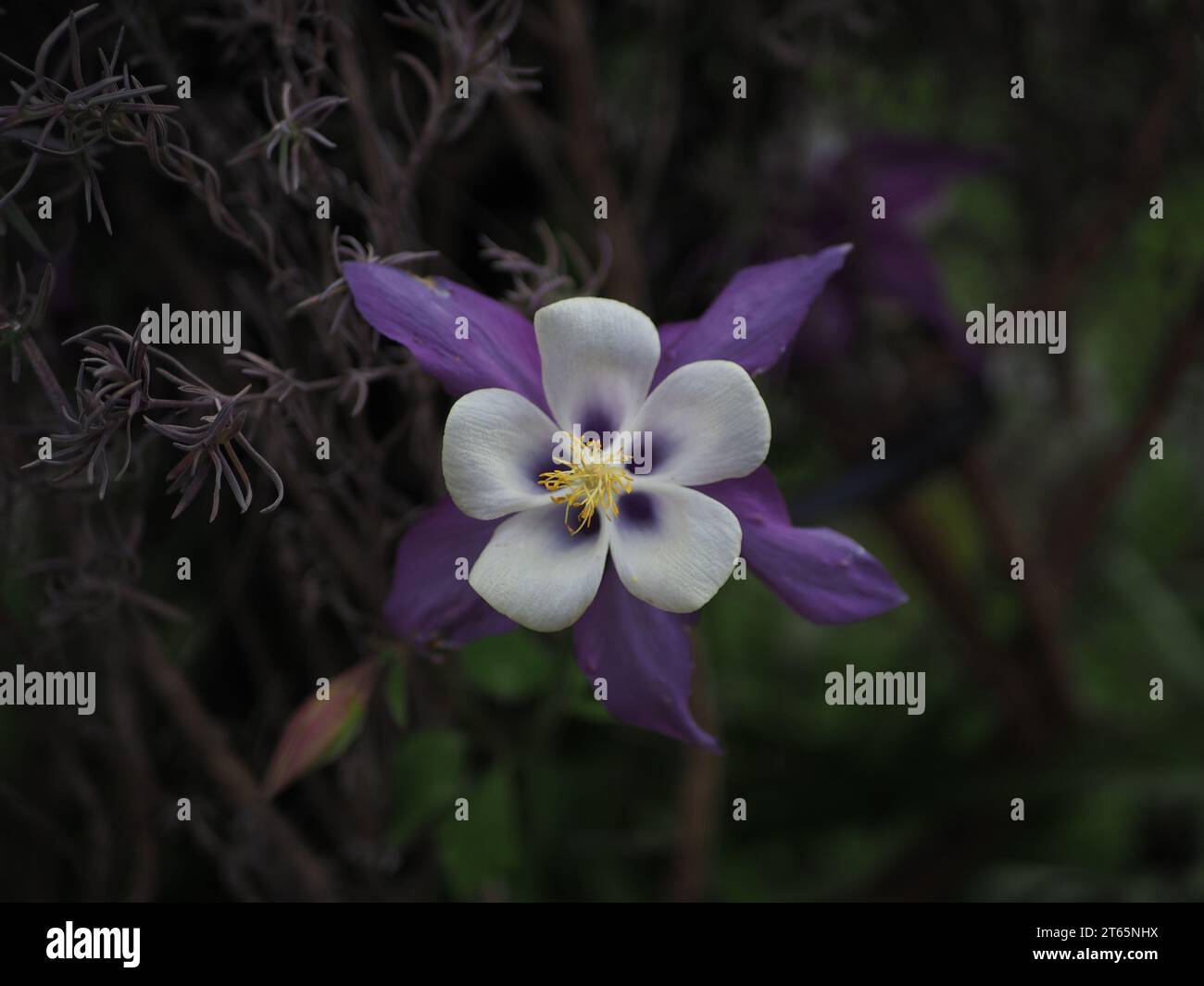 Colorado Blue Columbine (Aquilegia caerulea) Stockfoto