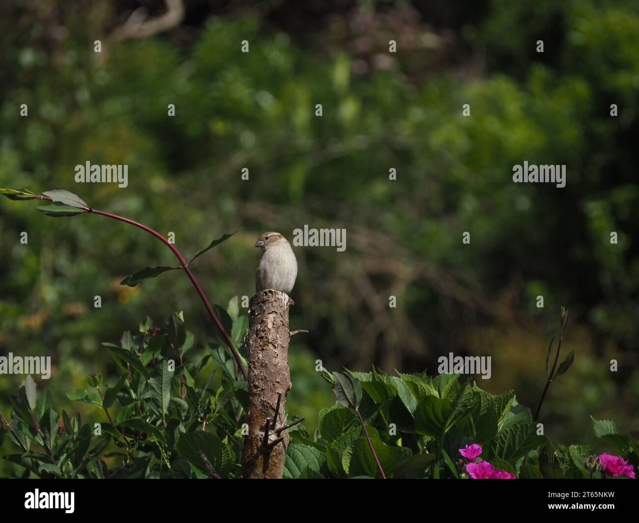 Einsamer Haussperling (Passer domesticus) auf kleinem Baumstumpf Stockfoto