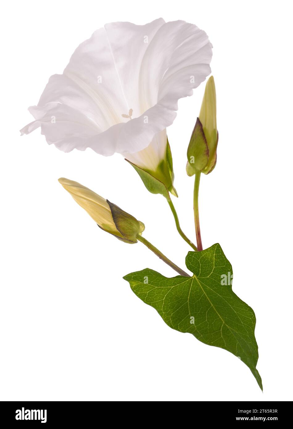 Bindweed Blume isoliert auf weißem Hintergrund Stockfoto