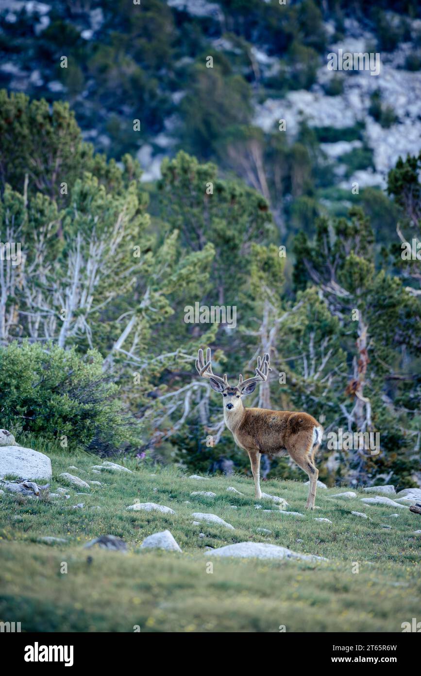 Ein großer Maultierhirsch, der noch in Samt in der Nähe des kearsarge-Passes in der östlichen sierra liegt Stockfoto