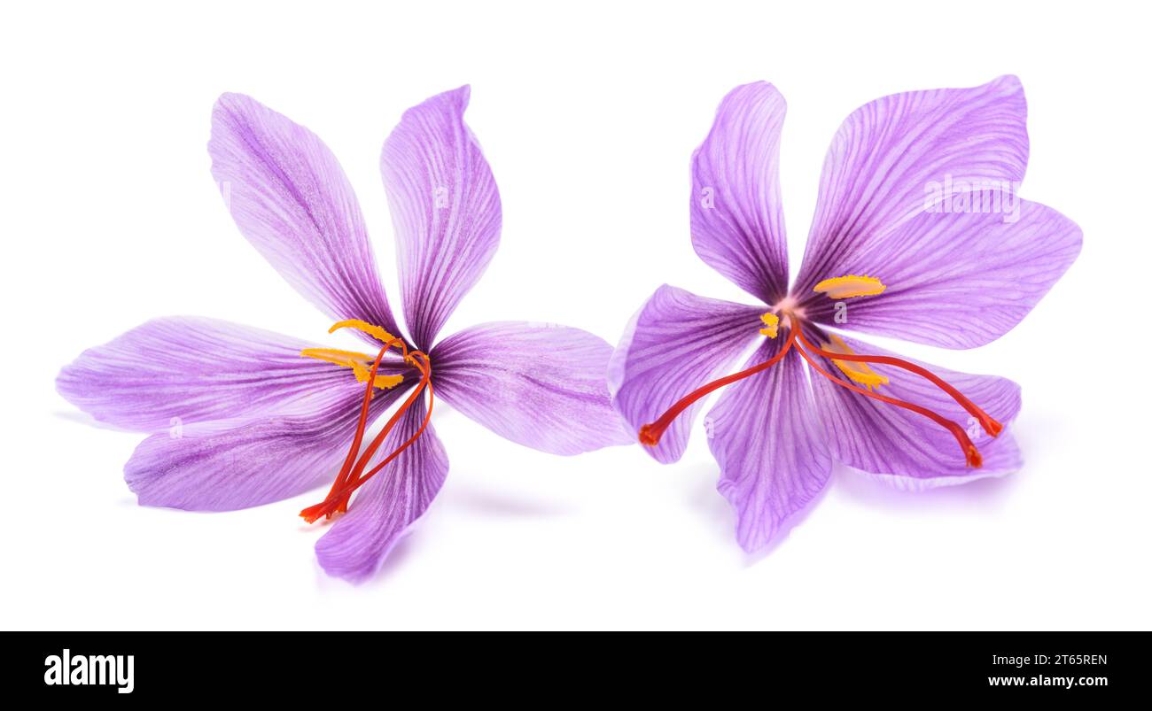 Safranblüten isoliert auf weißem Hintergrund Stockfoto