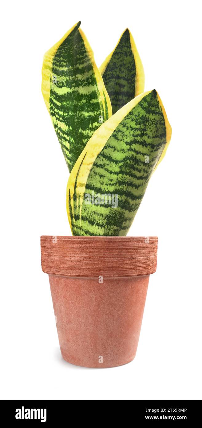 Schwiegermutter Zunge Pflanze in Vase isoliert auf weiß Stockfoto