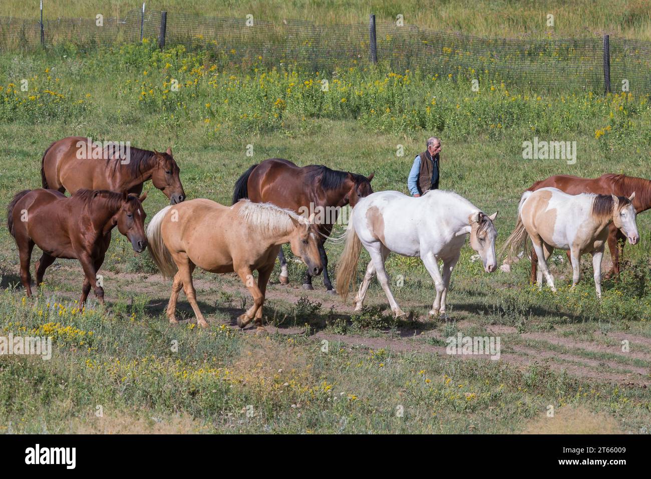 Ein alter Cowboy, der Pferde auf die Weide auf der Terry Bison Ranch in der Nähe von Cheyenne, Wyoming, umstellt Stockfoto