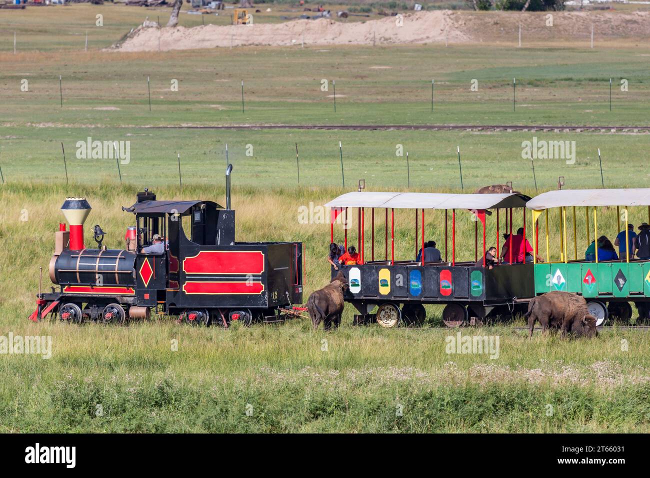 Die Bison-Bahn-Tour führt Besucher durch die Weide, auf der Bisons auf der Terry Bison Ranch in der Nähe von Cheyenne, Wyoming, herumlaufen Stockfoto
