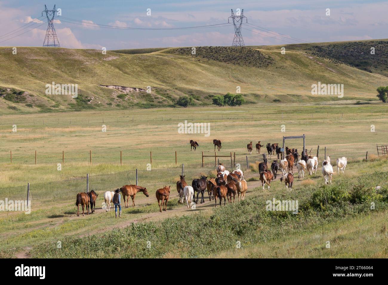 Ein alter Cowboy, der Pferde auf die Weide auf der Terry Bison Ranch in der Nähe von Cheyenne, Wyoming, umstellt Stockfoto
