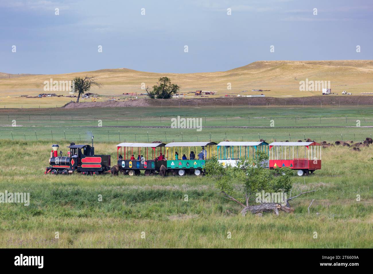 Die Bison-Bahn-Tour führt Besucher durch die Weide, auf der Bisons auf der Terry Bison Ranch in der Nähe von Cheyenne, Wyoming, herumlaufen Stockfoto