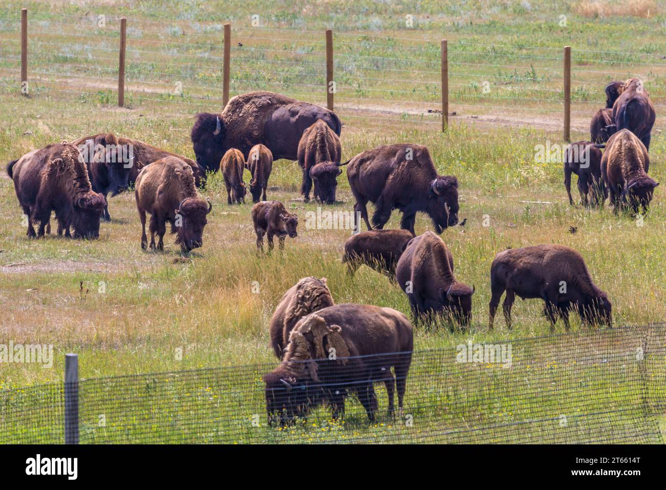 Amerikanischer Bison (Bison Bison) weidet auf einem Feld auf der Terry Bison Ranch in der Nähe von Cheyenne, Wyoming Stockfoto