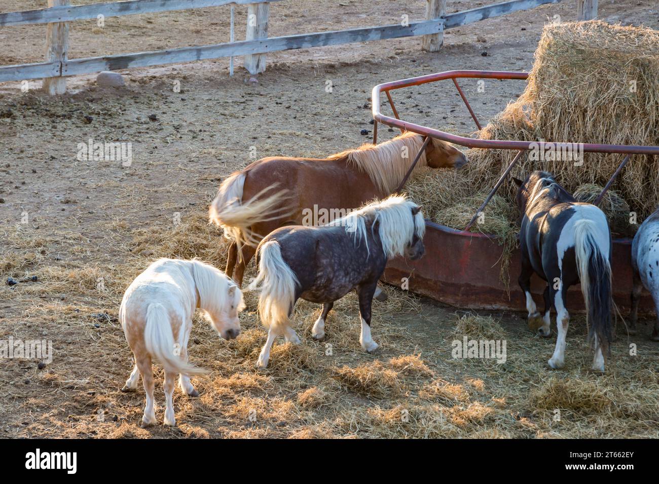 Ponys essen auf der Terry Bison Ranch in der Nähe von Cheyenne, Wyoming Stockfoto