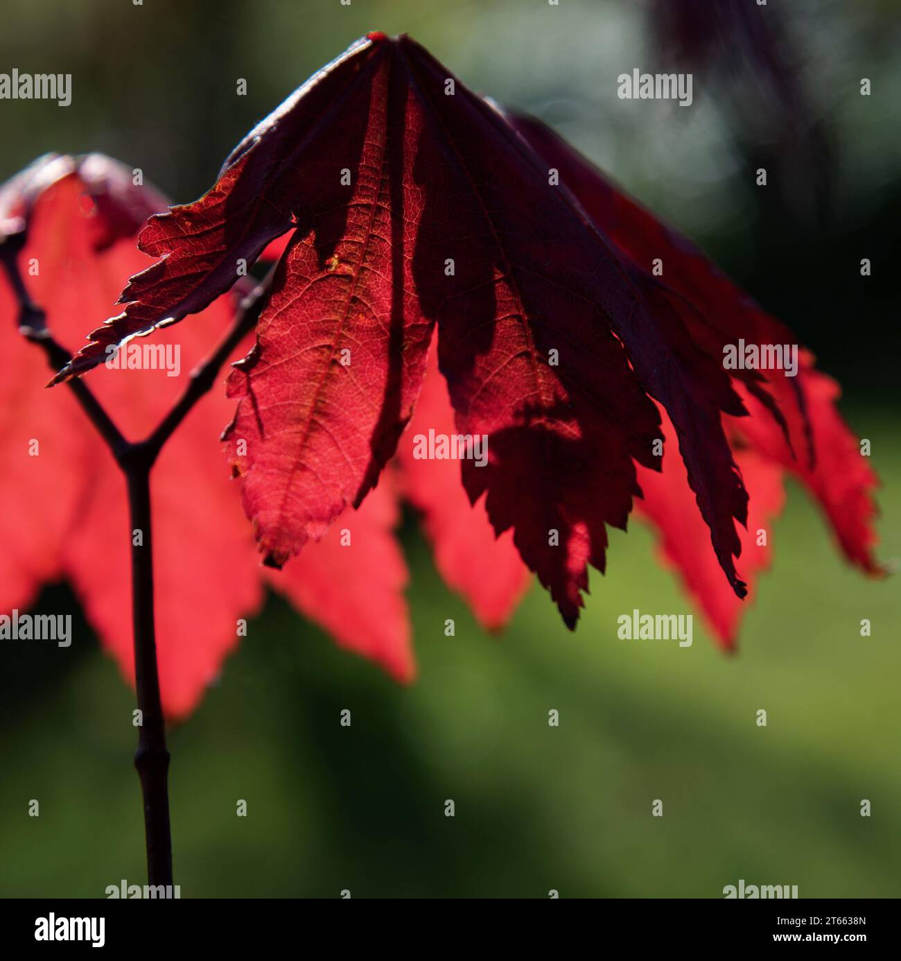 Acer rubrum Stockfoto