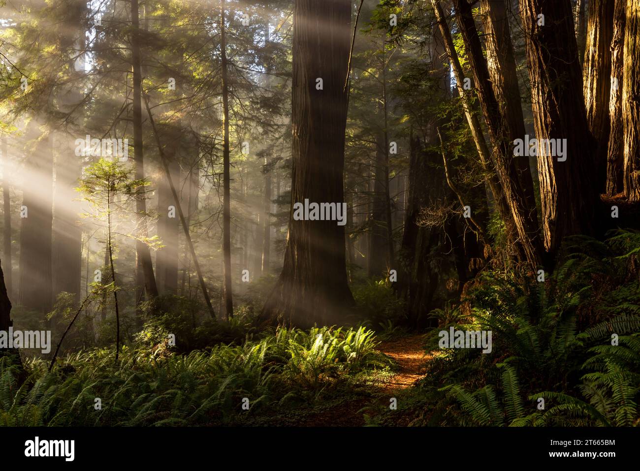 Atemberaubende Sonnenstrahlen durchdringen den Wald von Lady Bird Johnson Grove im Redwood National Park. Stockfoto