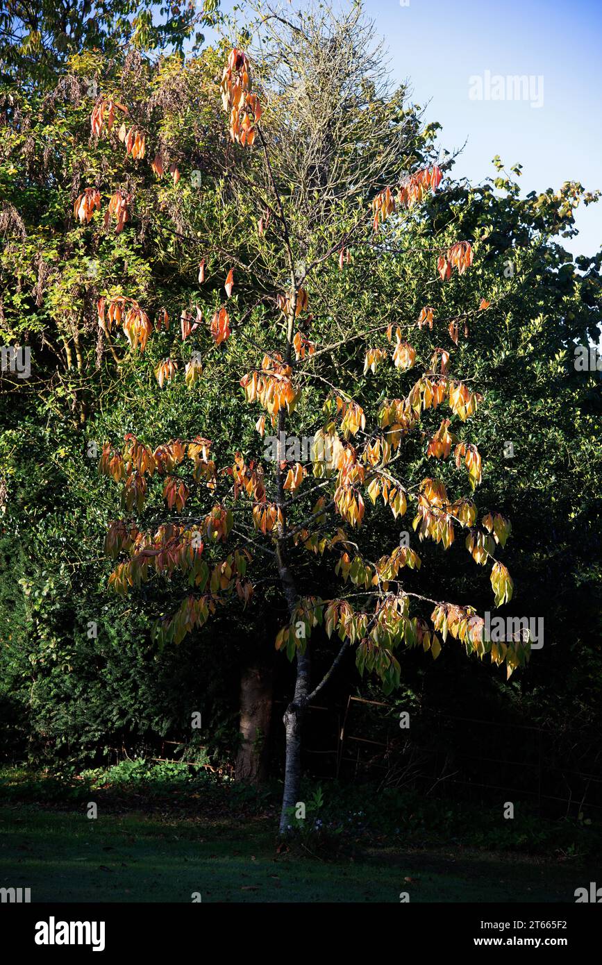 Prunus avium 'Sunburst' ein Kirschbaum im Herbst; Stockfoto