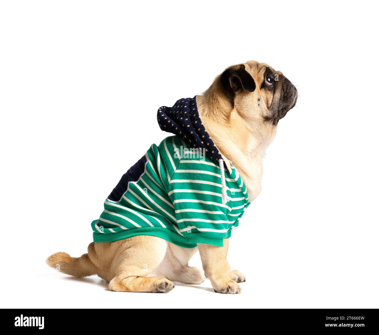 Reinrassiger süßer lustiger Mops in Kleidung mit Kapuze sitzt auf weißem Hintergrund, Profilfoto. Charmanter, stilvoller Hund in einem Sweatshirt. Werbung Stockfoto