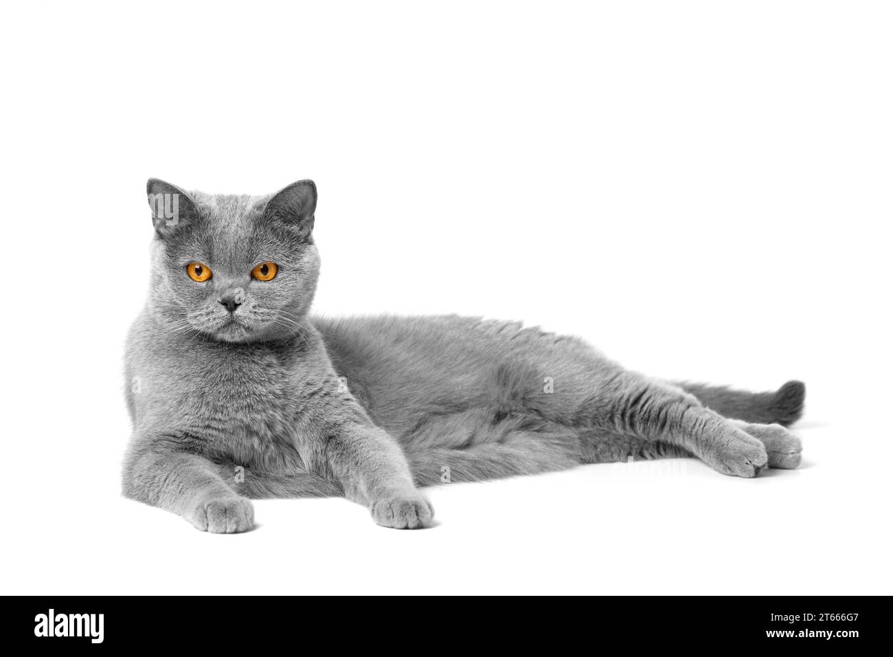 Eine reinrassige britische Katze mit großen orangen Augen liegt auf weißem Hintergrund und schaut aufmerksam in die Kamera. Stockfoto