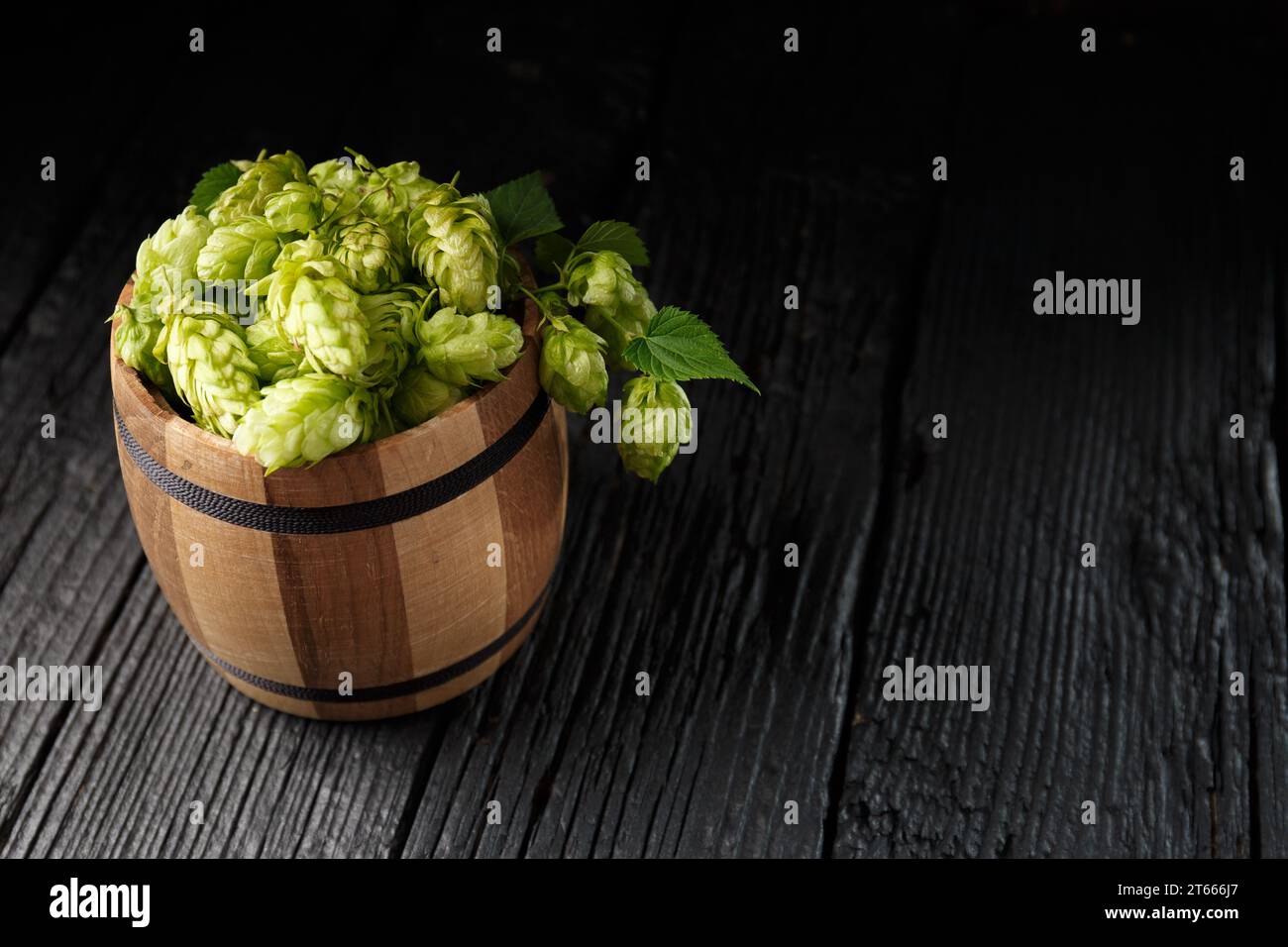 Grüner Hopfen in einem hölzernen Fass auf schwarzem hölzernem Hintergrund, Kopierraum. Brautraditionen, Oktoberfest, St.. Patrick's Day Stockfoto