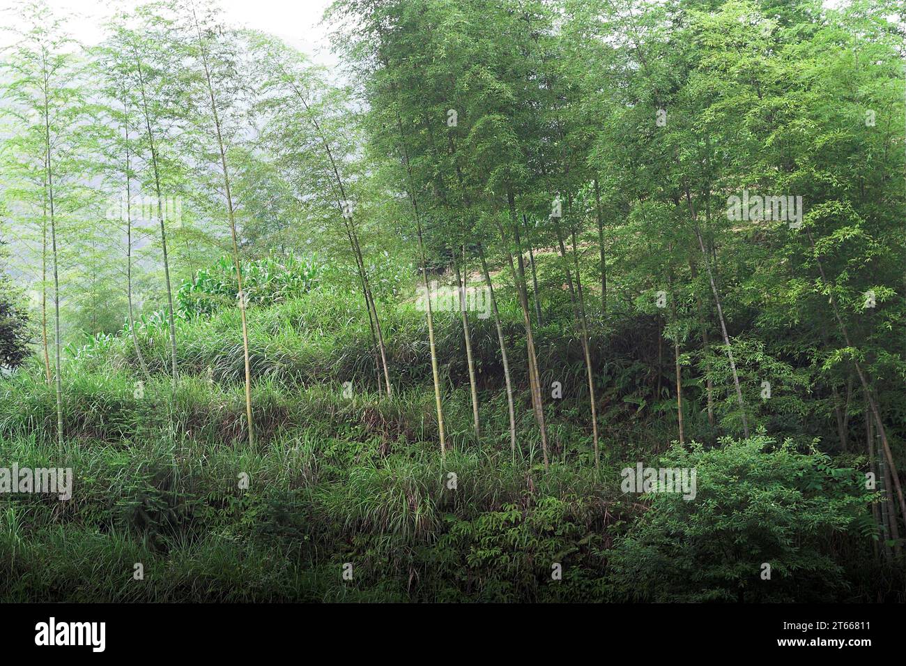 龙胜镇 (龙胜县) 中國 Longsheng, Longji Ping'an Zhuang, China; Bambusa; Bambusa; Bambusstrauch; Arbusto de bambú; Krzew bambusa bambus Stockfoto