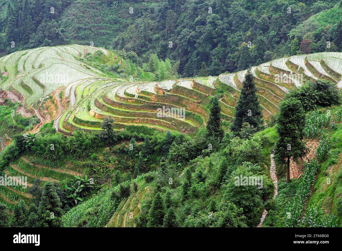 龙胜镇 (龙胜县) 中國 Longsheng Reisterrassen, Longji Ping'an Zhuang, China; malerische Reisterrassen auf den Hügeln Stockfoto