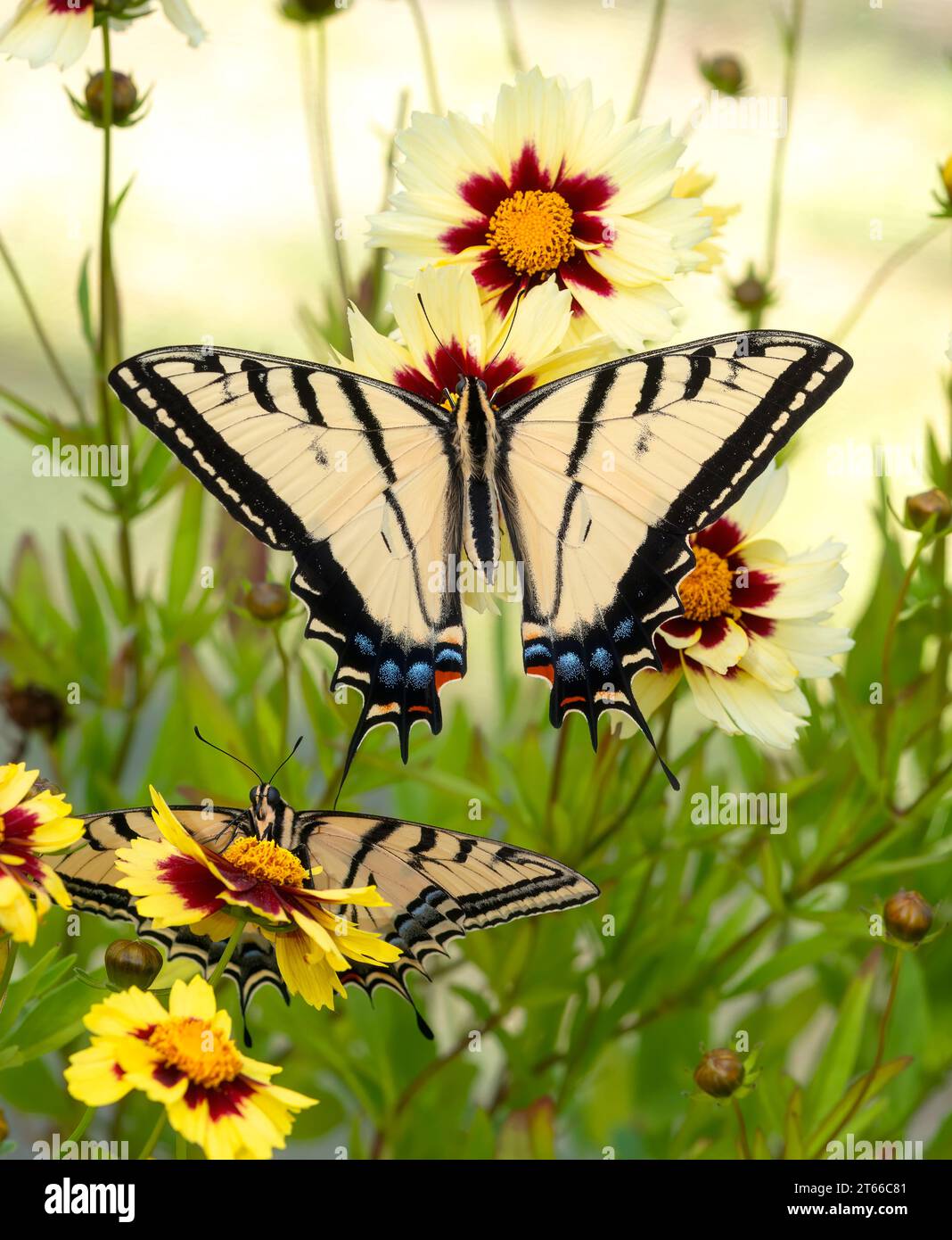 Makro zweier zweischwänziger Schwalbenschwanzfalter (Papilio multikaudata), die auf Blüten ruhen. Eine zeigt Draufsicht mit gespreizten Flügeln, die andere zeigt Gesicht an Stockfoto
