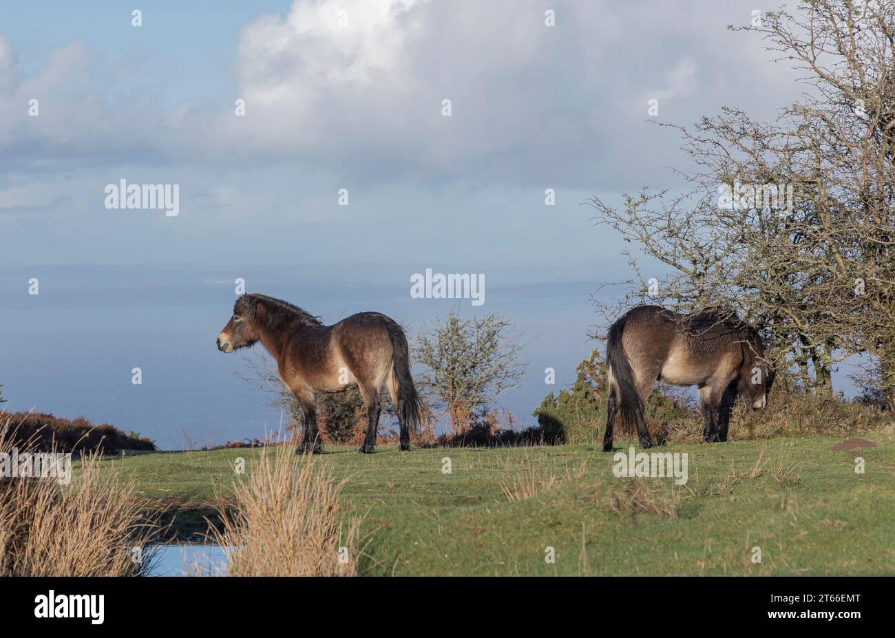Ponys, die im Freien im Exmoor-Nationalpark leben, weiden auf Buschland über dem Meer Stockfoto