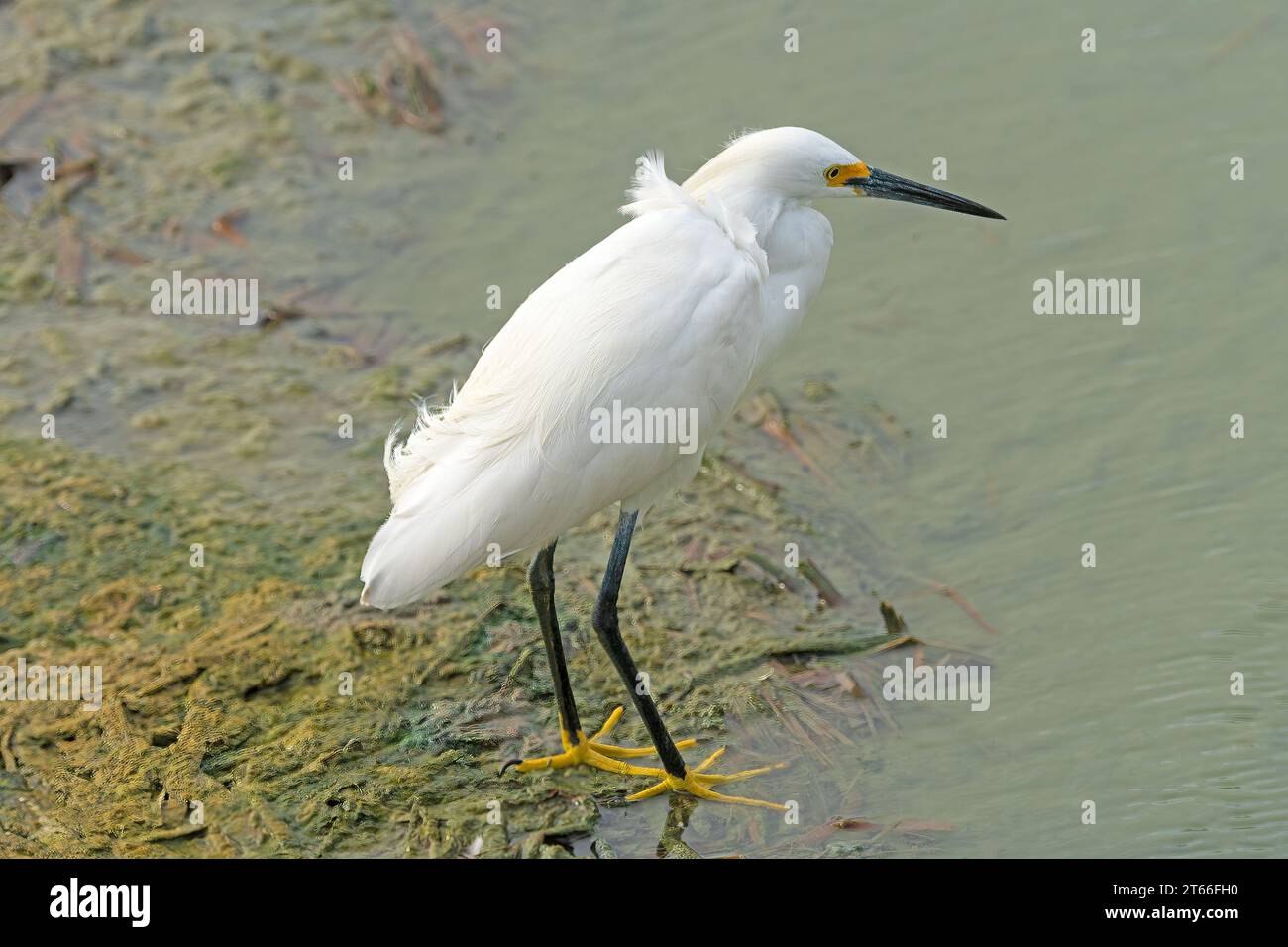 Ein Snowy Egret im Wetland Pond im Port Aransas Birding Center in Texas Stockfoto