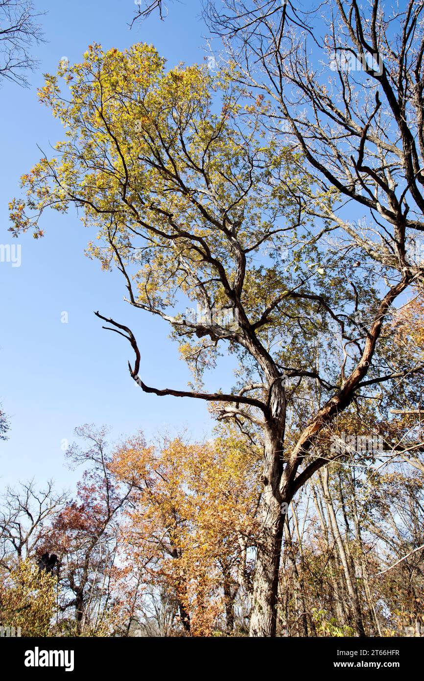 Hoher Baum mit gelben Blättern isoliert auf blauem Himmel an einem Herbsttag in Iowa. Stockfoto