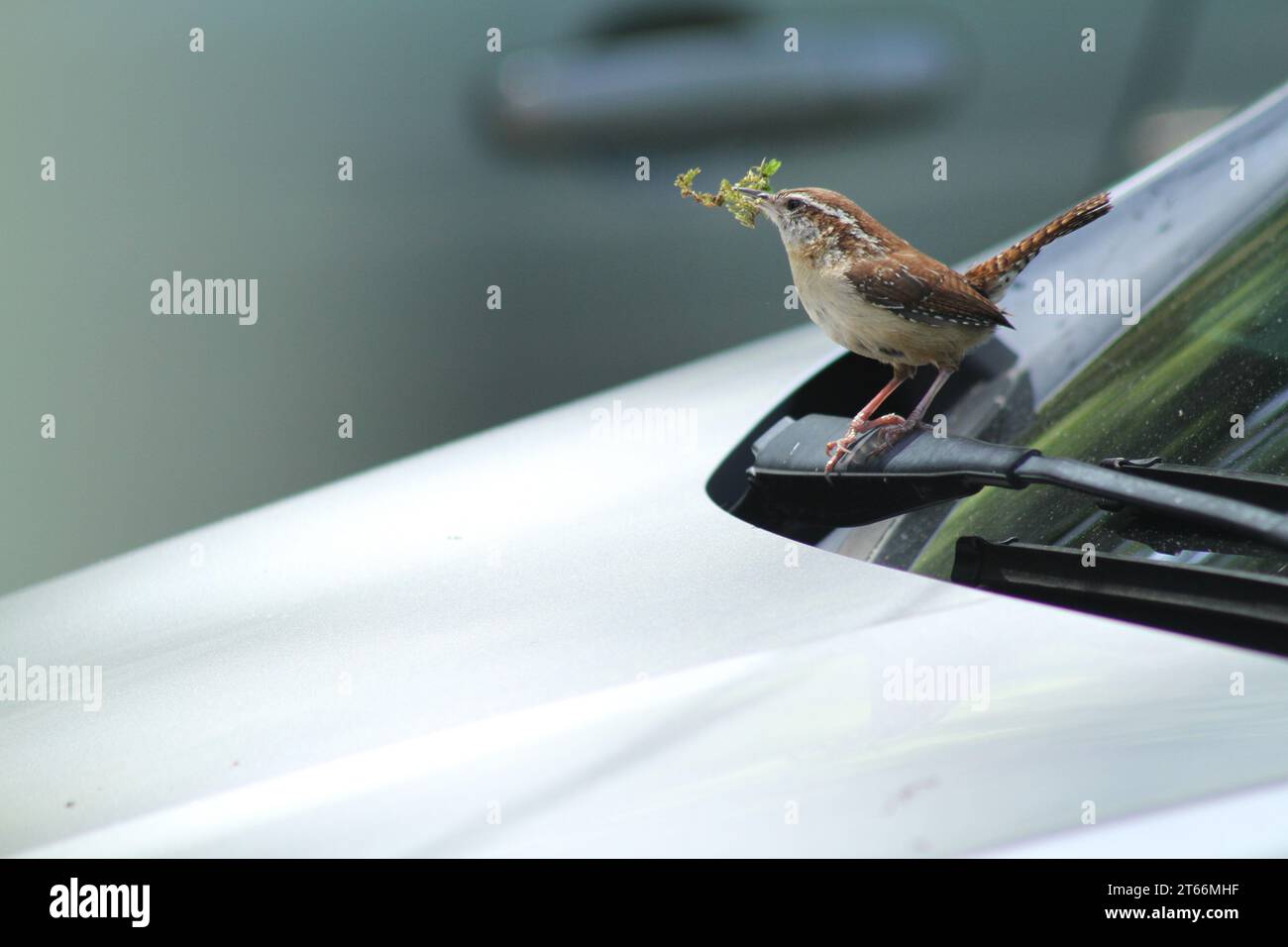 Ein Bewick's Zorn baut ein Nest unter der Motorhaube eines Fahrzeugs in Virginia, USA Stockfoto