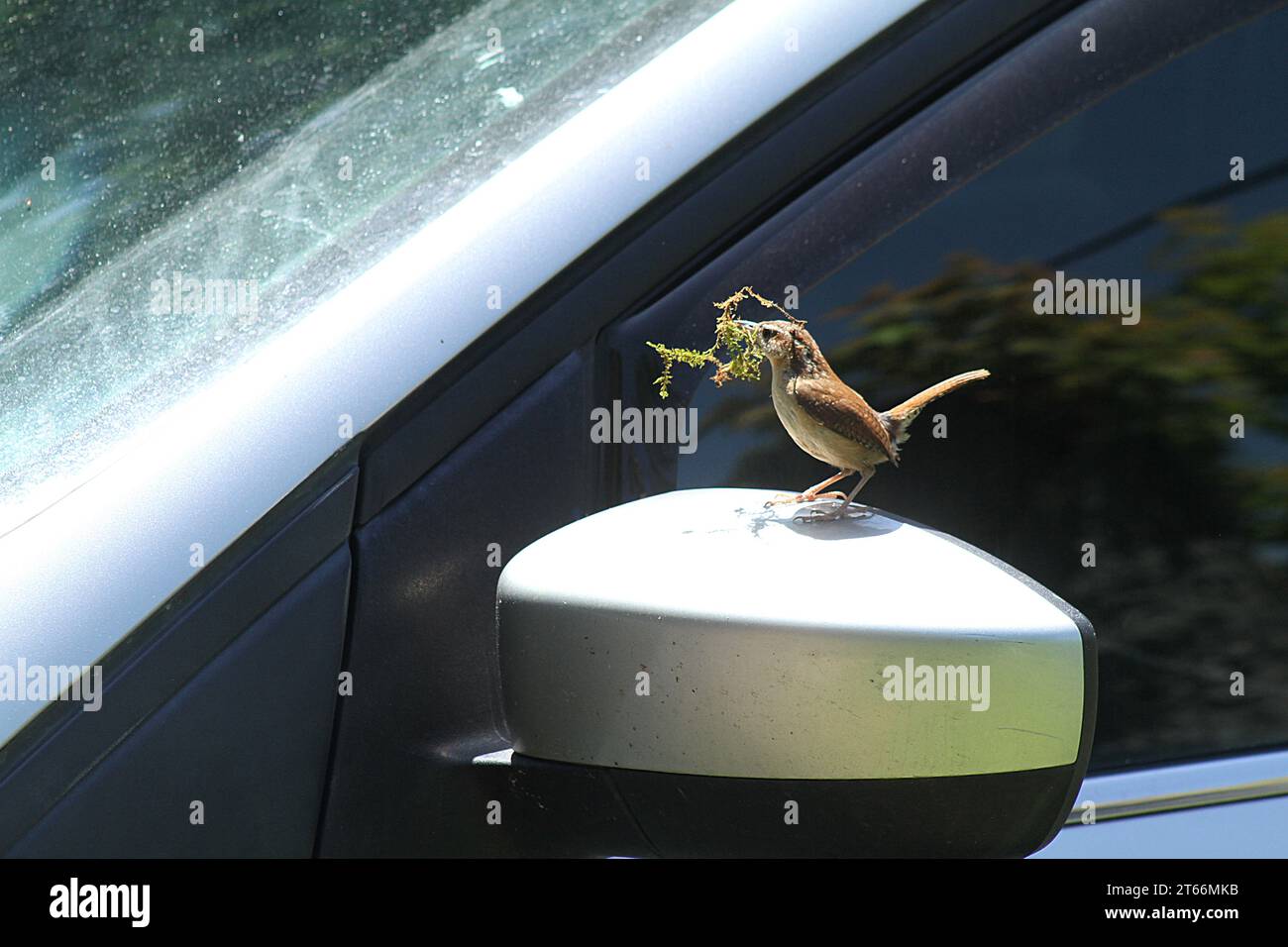 Ein Bewick's Zorn baut ein Nest unter der Motorhaube eines Fahrzeugs in Virginia, USA Stockfoto