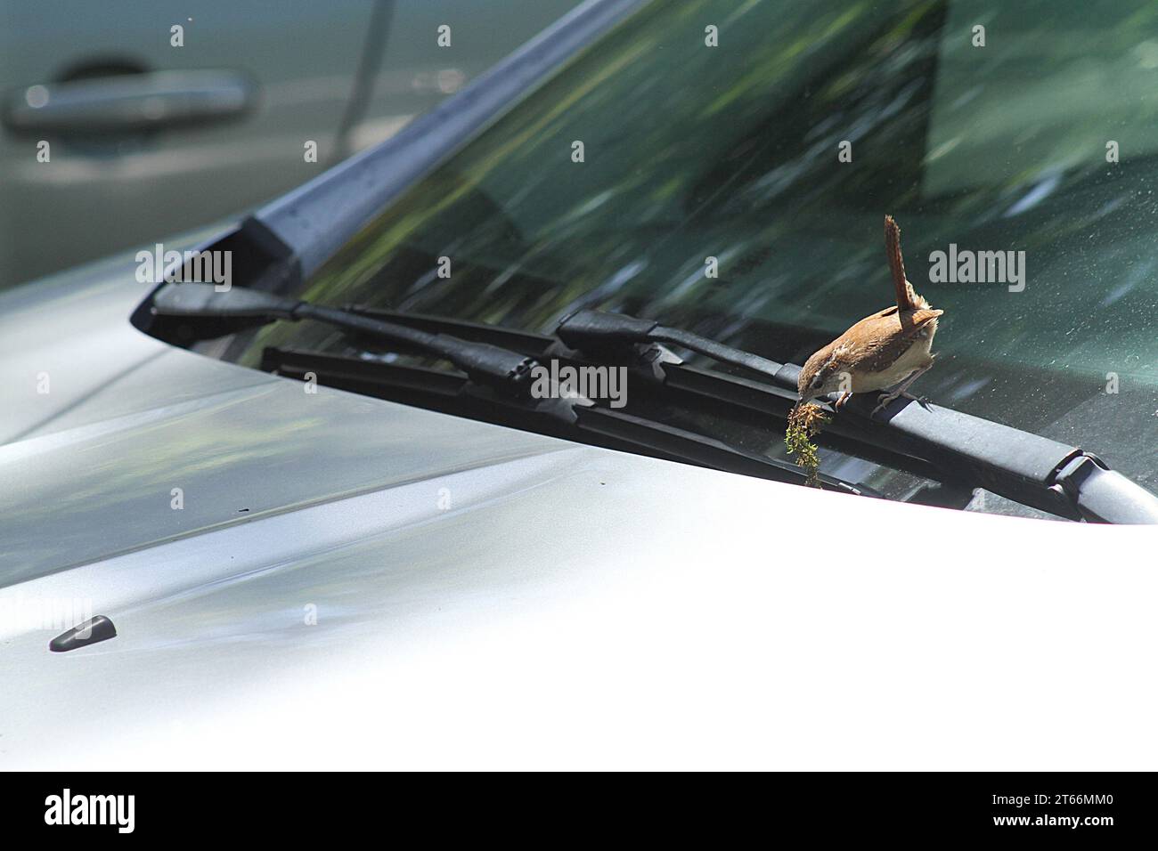 Ein Bewick's Zorn baut ein Nest unter der Motorhaube eines Fahrzeugs in Virginia, USA Stockfoto