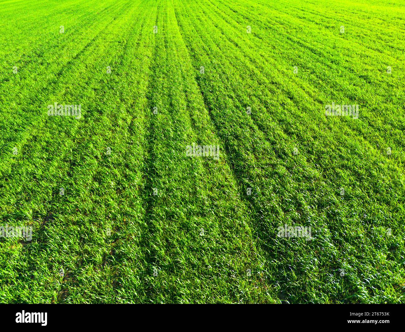 Luftaufnahme von Feldern, Wiesen in ländlichen Grünflächen Stockfoto