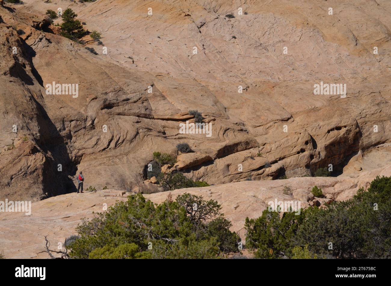 Zerklüftete Felswände in einem Canyon von Utah zeigen die Auswirkungen der Verwitterung, während Taschen, Löcher und kleine Höhlen in Sandstein in der Four Corners Region erodieren. Stockfoto