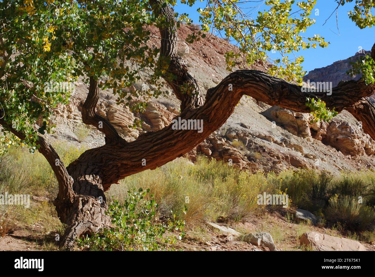 Im Little Wild Horse Canyon, Utah, liegt eine Eiche des Canyons Stockfoto