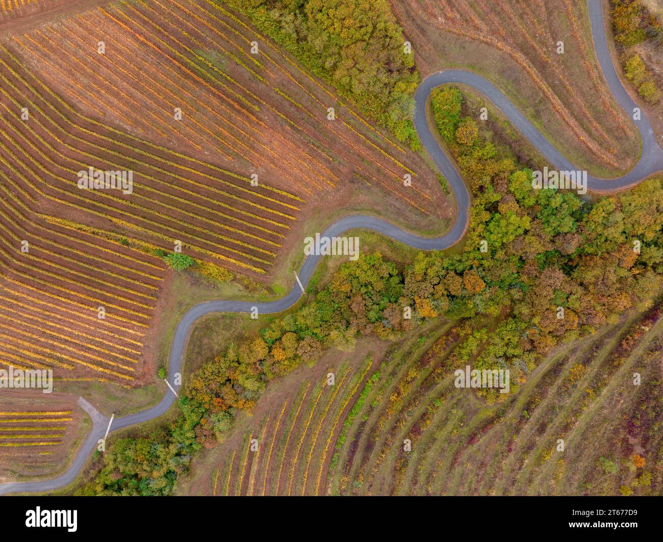 Kurvige Straße zwischen Weinfeldern irgendwo in Europa. Stockfoto