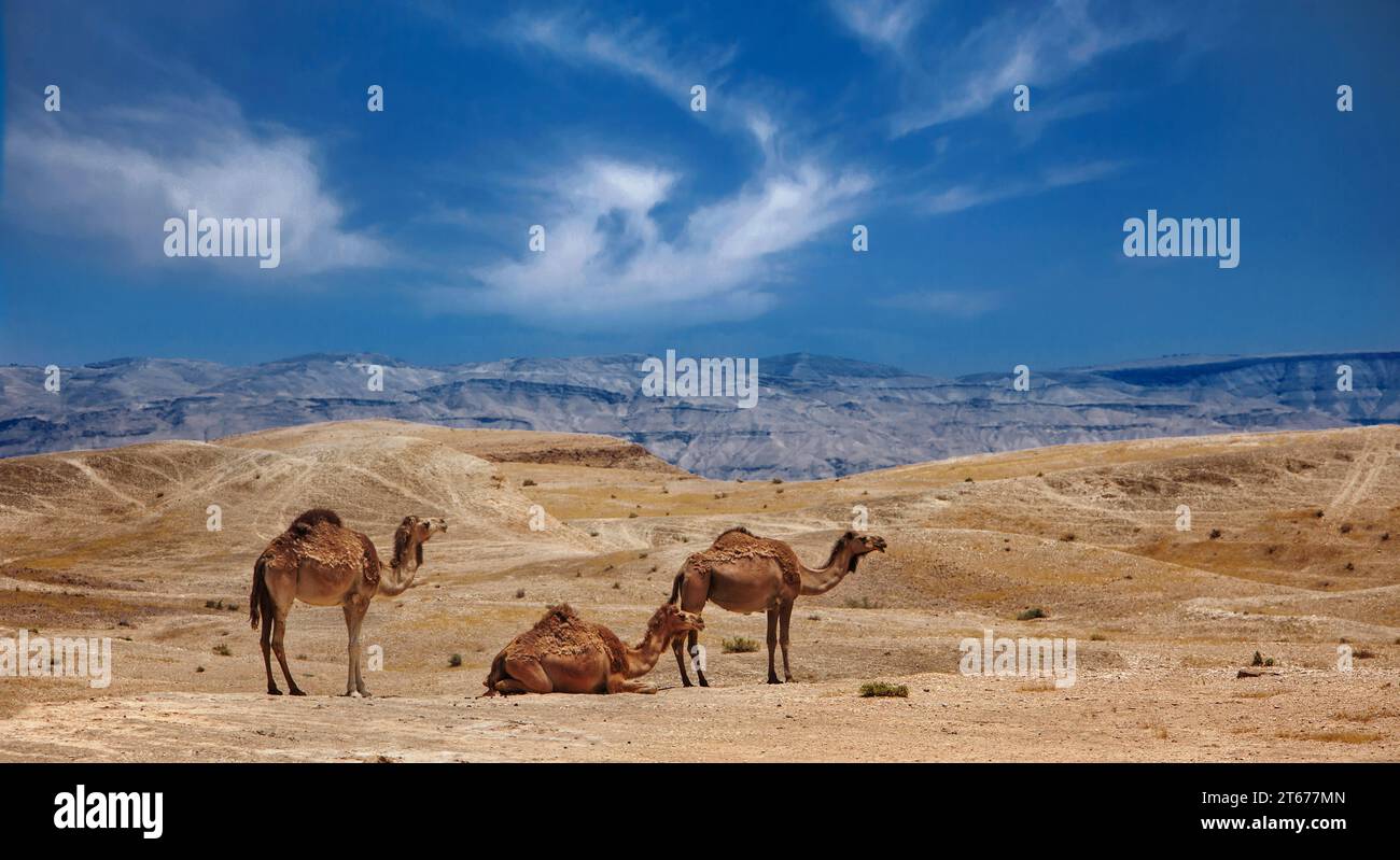 Israel, Negev-Wüste, Eine Herde arabischer Kamele Stockfoto