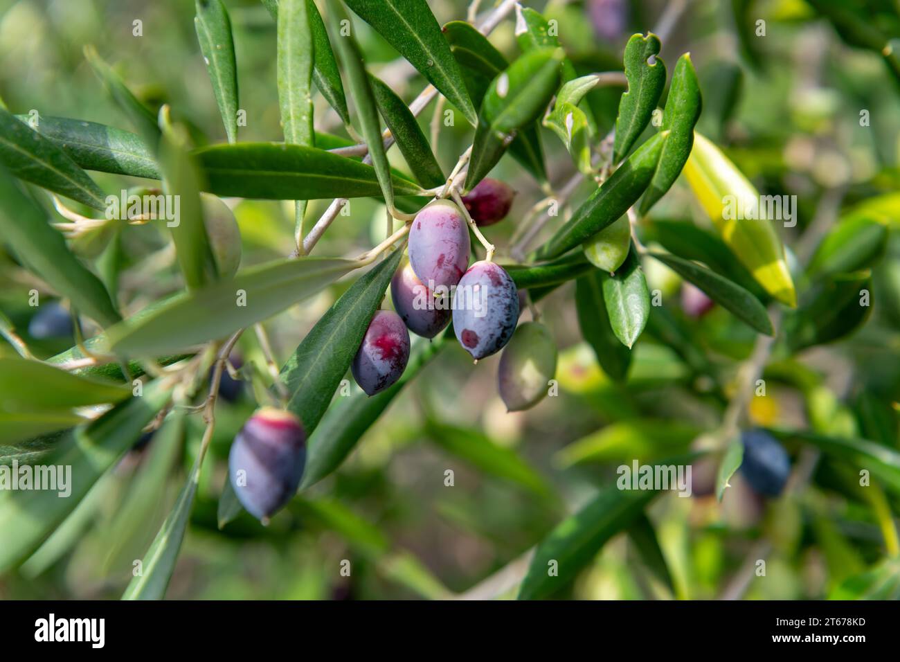 Oliven ernten -Fotos und -Bildmaterial in hoher Auflsung  Alamy