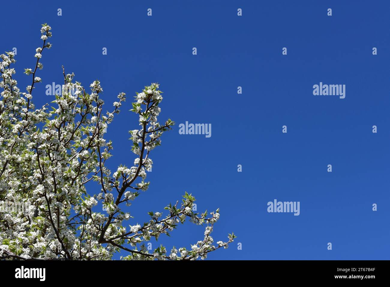 Hintergrund mit weißen Blumenblüten, blauem Himmel und Copyspace. Stockfoto