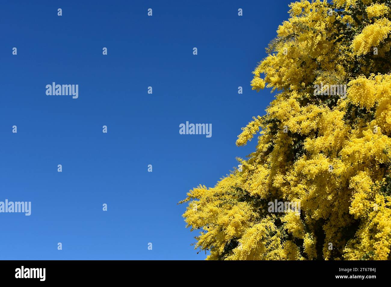Hintergrund mit australischen gelben Flechtblumen und Copyspace. Stockfoto
