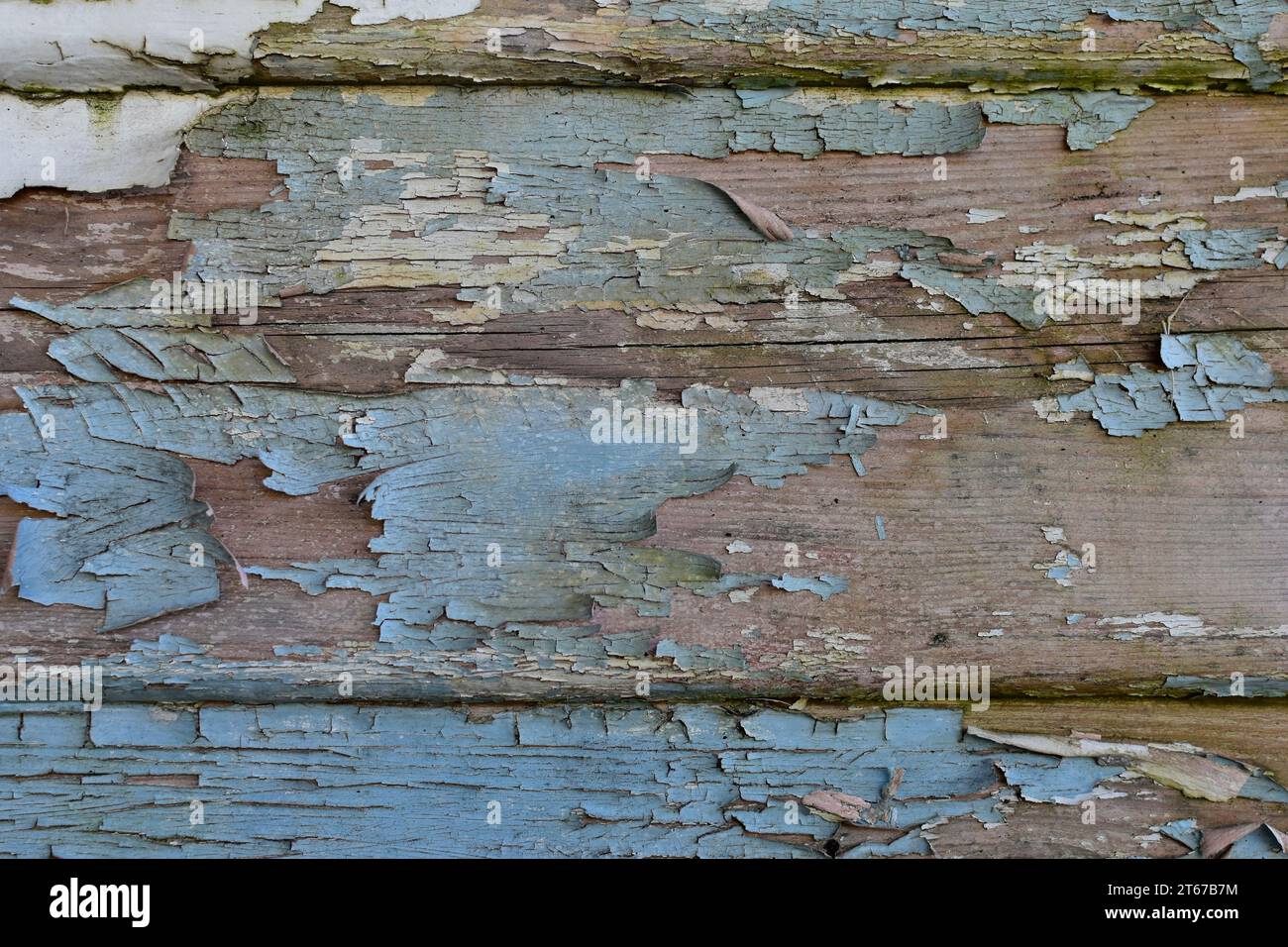 Abschälen von blauer Farbe auf altem Holz, bereit zum Schleifen und Lackieren. Stockfoto